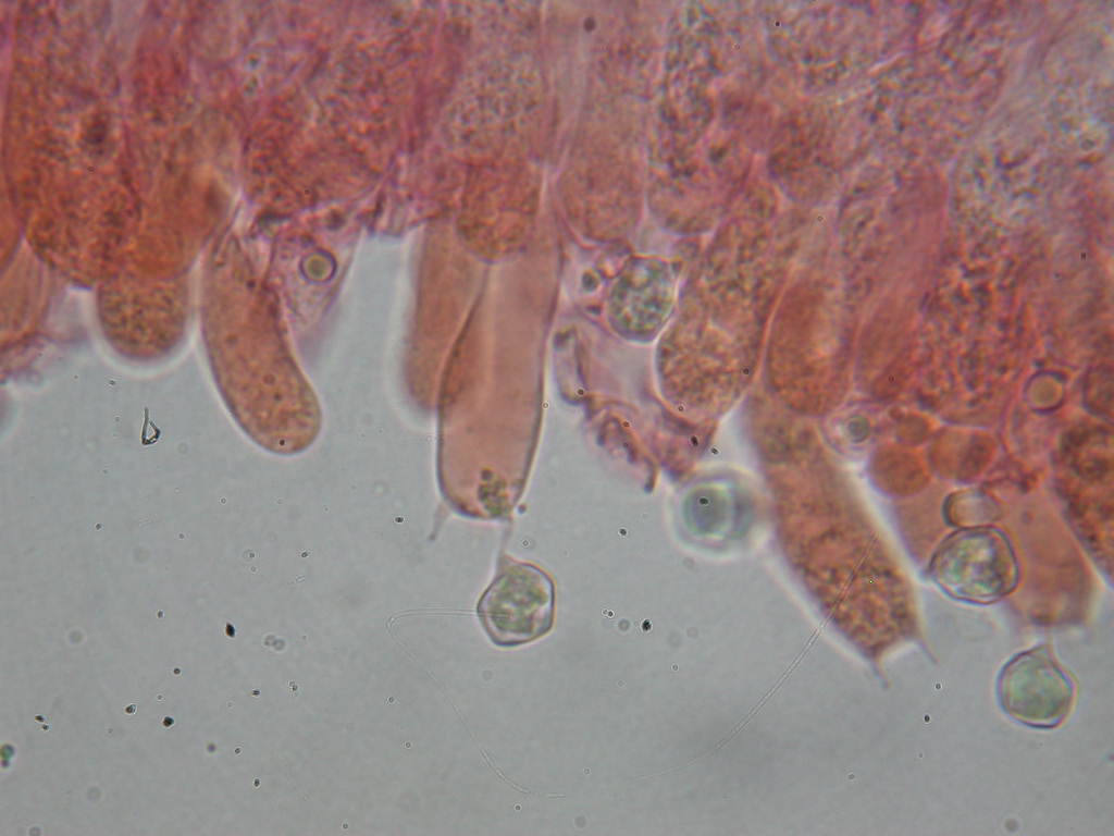 Sotto alberi fruttiferi ....